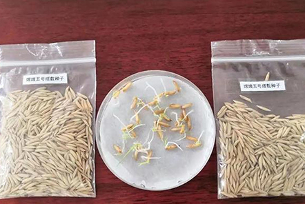 和嫦娥五號一起“上天”的水稻種子發(fā)芽了！