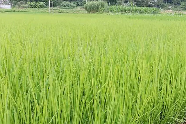 水稻苗徒長跟種子有關(guān)嗎？水稻苗徒長原因有3種，應(yīng)對癥采取措施